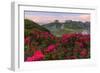 Rhododendrons at Segnes Hutte at sunrise, Unterer Segnesboden, Flims, Switzerland-Francesco Bergamaschi-Framed Photographic Print