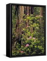 Rhododendrons Blooming in Groves, Redwood NP, California, USA-Jerry Ginsberg-Framed Stretched Canvas