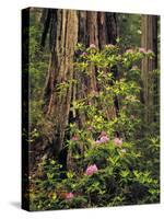 Rhododendrons Blooming in Groves, Redwood NP, California, USA-Jerry Ginsberg-Stretched Canvas