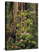 Rhododendrons Blooming in Groves, Redwood NP, California, USA-Jerry Ginsberg-Stretched Canvas