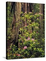 Rhododendrons Blooming in Groves, Redwood NP, California, USA-Jerry Ginsberg-Stretched Canvas