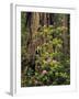 Rhododendrons Blooming in Groves, Redwood NP, California, USA-Jerry Ginsberg-Framed Premium Photographic Print