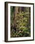 Rhododendrons Blooming in Groves, Redwood NP, California, USA-Jerry Ginsberg-Framed Photographic Print