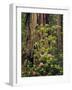 Rhododendrons Blooming in Groves, Redwood NP, California, USA-Jerry Ginsberg-Framed Photographic Print