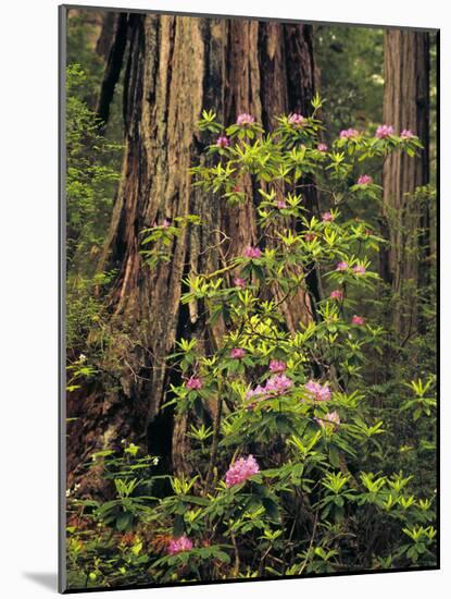 Rhododendrons Blooming in Groves, Redwood NP, California, USA-Jerry Ginsberg-Mounted Photographic Print