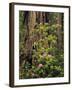 Rhododendrons Blooming in Groves, Redwood NP, California, USA-Jerry Ginsberg-Framed Photographic Print