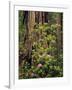 Rhododendrons Blooming in Groves, Redwood NP, California, USA-Jerry Ginsberg-Framed Photographic Print