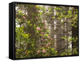 Rhododendrons Blooming in Groves, Redwood NP, California, USA-Jerry Ginsberg-Framed Stretched Canvas