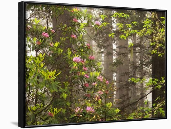 Rhododendrons Blooming in Groves, Redwood NP, California, USA-Jerry Ginsberg-Framed Photographic Print