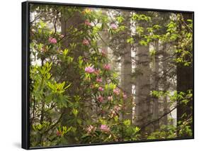 Rhododendrons Blooming in Groves, Redwood NP, California, USA-Jerry Ginsberg-Framed Photographic Print