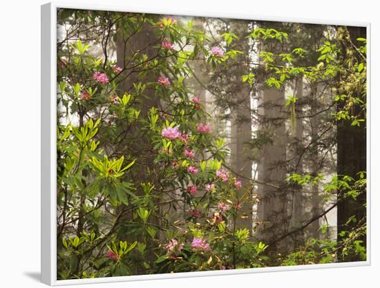 Rhododendrons Blooming in Groves, Redwood NP, California, USA-Jerry Ginsberg-Framed Photographic Print