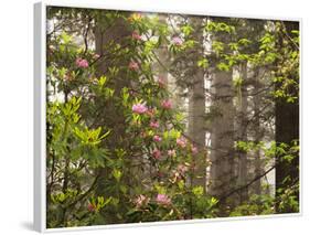 Rhododendrons Blooming in Groves, Redwood NP, California, USA-Jerry Ginsberg-Framed Photographic Print