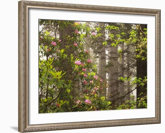 Rhododendrons Blooming in Groves, Redwood NP, California, USA-Jerry Ginsberg-Framed Photographic Print