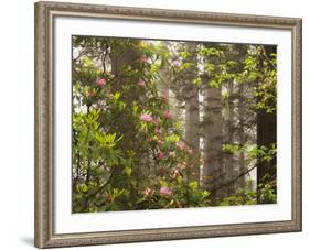 Rhododendrons Blooming in Groves, Redwood NP, California, USA-Jerry Ginsberg-Framed Photographic Print