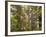 Rhododendrons Blooming in Groves, Redwood NP, California, USA-Jerry Ginsberg-Framed Photographic Print