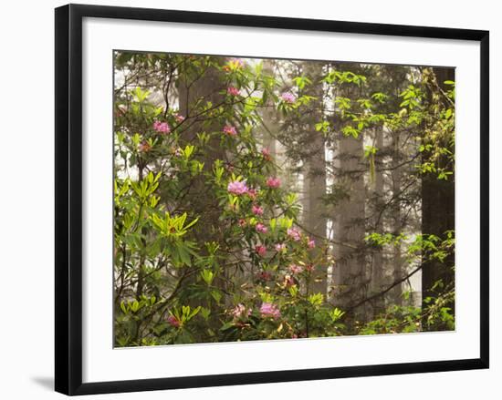 Rhododendrons Blooming in Groves, Redwood NP, California, USA-Jerry Ginsberg-Framed Photographic Print