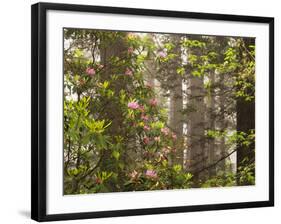 Rhododendrons Blooming in Groves, Redwood NP, California, USA-Jerry Ginsberg-Framed Photographic Print