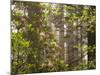 Rhododendrons Blooming in Groves, Redwood NP, California, USA-Jerry Ginsberg-Mounted Photographic Print