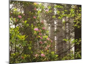 Rhododendrons Blooming in Groves, Redwood NP, California, USA-Jerry Ginsberg-Mounted Photographic Print