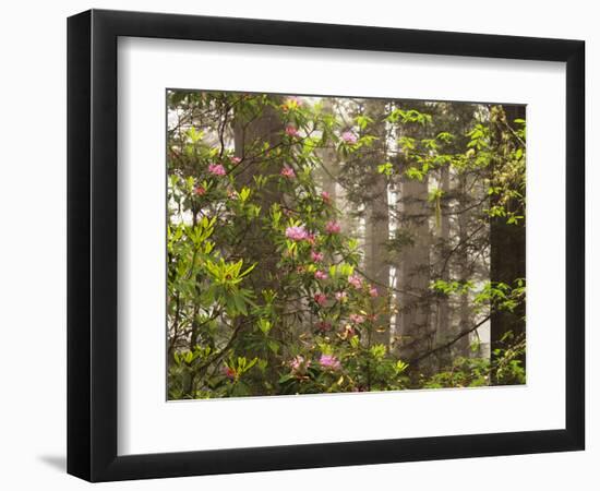 Rhododendrons Blooming in Groves, Redwood NP, California, USA-Jerry Ginsberg-Framed Photographic Print