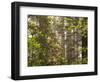 Rhododendrons Blooming in Groves, Redwood NP, California, USA-Jerry Ginsberg-Framed Photographic Print