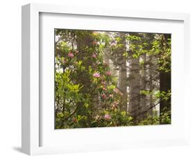 Rhododendrons Blooming in Groves, Redwood NP, California, USA-Jerry Ginsberg-Framed Photographic Print