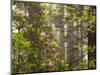 Rhododendrons Blooming in Groves, Redwood NP, California, USA-Jerry Ginsberg-Mounted Photographic Print