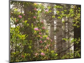 Rhododendrons Blooming in Groves, Redwood NP, California, USA-Jerry Ginsberg-Mounted Photographic Print