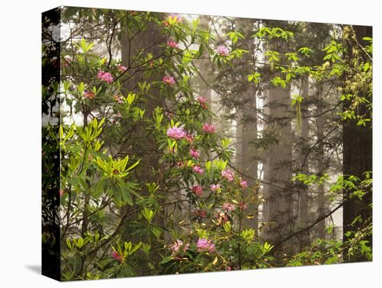 Rhododendrons Blooming in Groves, Redwood NP, California, USA-Jerry Ginsberg-Stretched Canvas