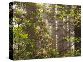 Rhododendrons Blooming in Groves, Redwood NP, California, USA-Jerry Ginsberg-Stretched Canvas