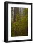 Rhododendrons blooming with Redwood trees, Redwood NP, California, USA-Jerry Ginsberg-Framed Photographic Print