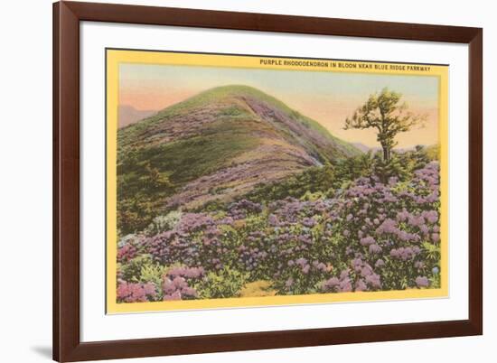 Rhododendrons, Blue Ridge Parkway, North Carolina-null-Framed Premium Giclee Print