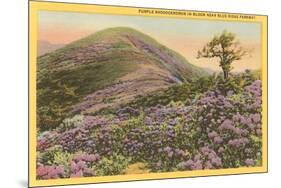 Rhododendrons, Blue Ridge Parkway, North Carolina-null-Mounted Premium Giclee Print