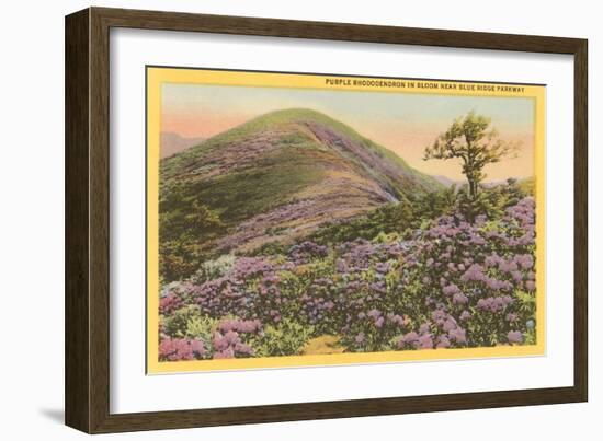 Rhododendrons, Blue Ridge Parkway, North Carolina-null-Framed Art Print