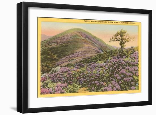 Rhododendrons, Blue Ridge Parkway, North Carolina-null-Framed Art Print