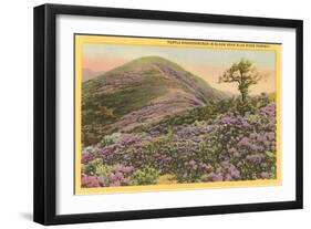Rhododendrons, Blue Ridge Parkway, North Carolina-null-Framed Art Print