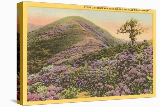 Rhododendrons, Blue Ridge Parkway, North Carolina-null-Stretched Canvas