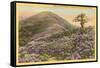 Rhododendrons, Blue Ridge Parkway, North Carolina-null-Framed Stretched Canvas