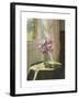 Rhododendrons by a Window-Jessica Hayllar-Framed Premium Giclee Print