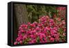 Rhododendrons, Crystal Springs Garden, Portland, Oregon, Usa-Michel Hersen-Framed Stretched Canvas