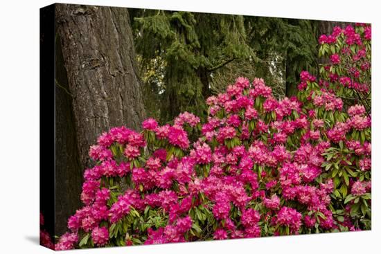 Rhododendrons, Crystal Springs Garden, Portland, Oregon, Usa-Michel Hersen-Stretched Canvas