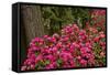 Rhododendrons, Crystal Springs Garden, Portland, Oregon, Usa-Michel Hersen-Framed Stretched Canvas