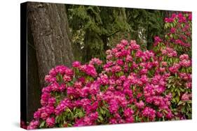 Rhododendrons, Crystal Springs Garden, Portland, Oregon, Usa-Michel Hersen-Stretched Canvas