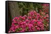 Rhododendrons, Crystal Springs Garden, Portland, Oregon, Usa-Michel Hersen-Framed Stretched Canvas