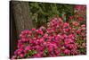 Rhododendrons, Crystal Springs Garden, Portland, Oregon, Usa-Michel Hersen-Stretched Canvas