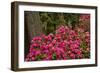 Rhododendrons, Crystal Springs Garden, Portland, Oregon, Usa-Michel Hersen-Framed Photographic Print