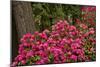 Rhododendrons, Crystal Springs Garden, Portland, Oregon, Usa-Michel Hersen-Mounted Photographic Print