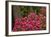 Rhododendrons, Crystal Springs Garden, Portland, Oregon, Usa-Michel Hersen-Framed Photographic Print