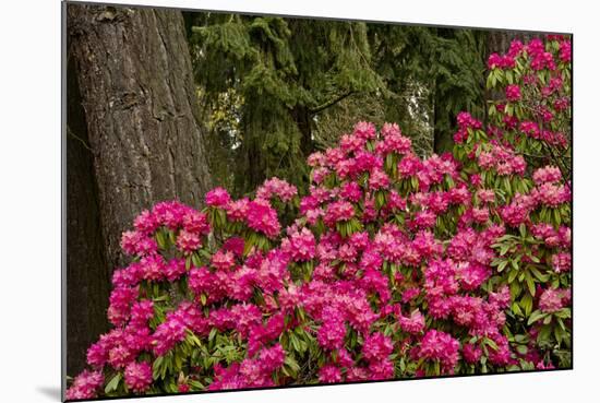 Rhododendrons, Crystal Springs Garden, Portland, Oregon, Usa-Michel Hersen-Mounted Photographic Print