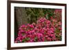 Rhododendrons, Crystal Springs Garden, Portland, Oregon, Usa-Michel Hersen-Framed Photographic Print